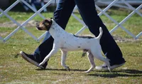 Smooth Coat Litter, a  Parson Russell Terrier for sale in Riverside, CA – Photo 2 of 4
