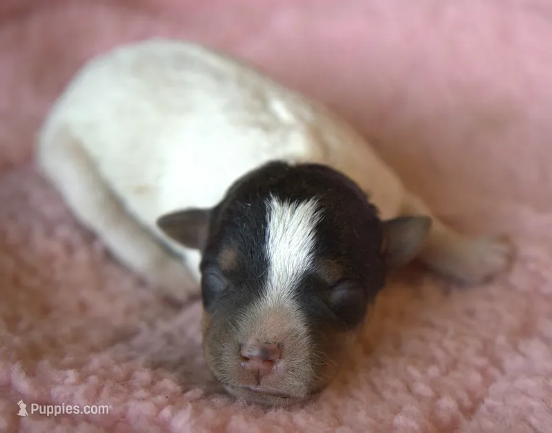 Molly – Jack Russell Terrier puppy for sale in Riverside, CA