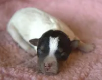 Molly, a female Jack Russell Terrier for sale in Riverside, CA – 1 of 10