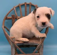 Izzy, a female Jack Russell Terrier for sale in Riverside, CA – 4 of 10