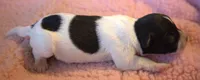 Adele, a female Jack Russell Terrier for sale in Riverside, CA – 4 of 10