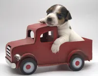 Stitch, a male Parson Russell Terrier for sale in Riverside, CA – 3 of 10