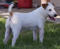 Due Early July, a  Parson Russell Terrier for sale in Riverside, CA – 5 of 10