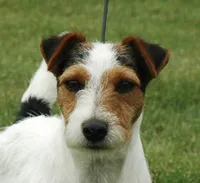 Due October 10th, a  Parson Russell Terrier for sale in Riverside, CA – 5 of 8