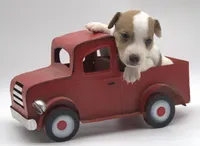 Sully, a male Jack Russell Terrier for sale in Riverside, CA – 4 of 9