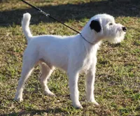Due Mid August, a  Jack Russell Terrier for sale in Riverside, CA – 5 of 7