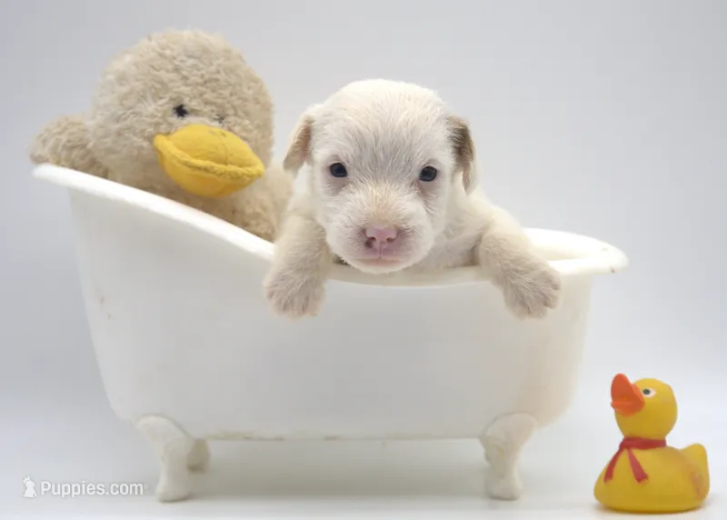 Felina – Jack Russell Terrier puppy for sale in Riverside, CA