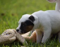 processed/2bea075f-1eee-4965-b141-049fda8cfe45/listing/816ae984-50d4-4e12-af66-96401a941ceb/bded9d76-c998-4060-b40d-ab597f0282d3