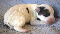 Radar, a male Parson Russell Terrier for sale in Riverside, CA – 2 of 8