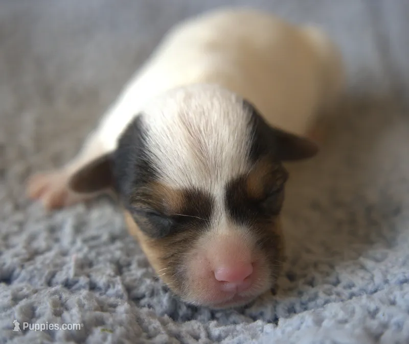 Charlie – Parson Russell Terrier puppy for sale in Riverside, CA