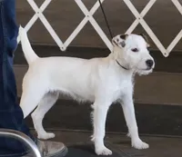 Charlie, a male Parson Russell Terrier for sale in Riverside, CA – Photo 9 of 10