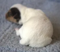 Charlie, a male Parson Russell Terrier for sale in Riverside, CA – Photo 3 of 10