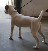 Charlie, a male Parson Russell Terrier for sale in Riverside, CA – Photo 10 of 10