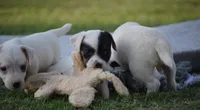 Griffin, a male Parson Russell Terrier for sale in Riverside, CA – 5 of 10