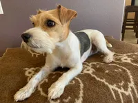 Due July 17th, a  Parson Russell Terrier for sale in Riverside, CA – 3 of 7