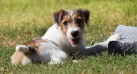 Ready Now!, a male Jack Russell Terrier for sale in Riverside, CA – 3 of 10