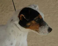Due Early July, a  Parson Russell Terrier for sale in Riverside, CA – 8 of 10