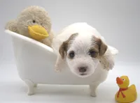 Peaches, a female Jack Russell Terrier for sale in Riverside, CA – 4 of 10