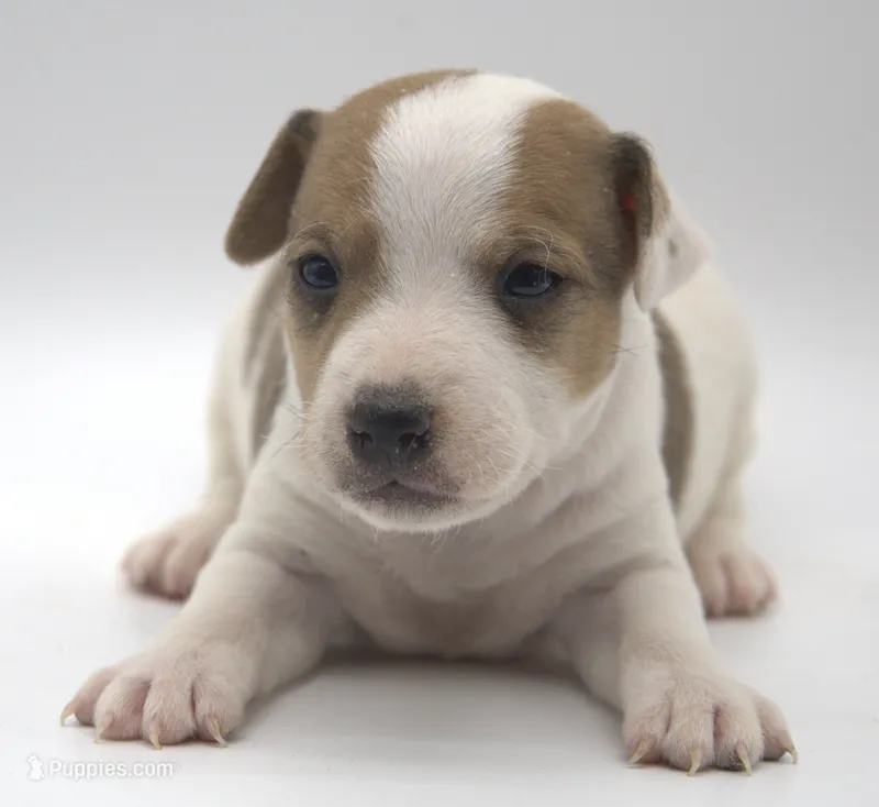Sully – Jack Russell Terrier puppy for sale in Riverside, CA