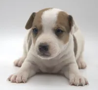 Sully, a male Jack Russell Terrier for sale in Riverside, CA – 1 of 9