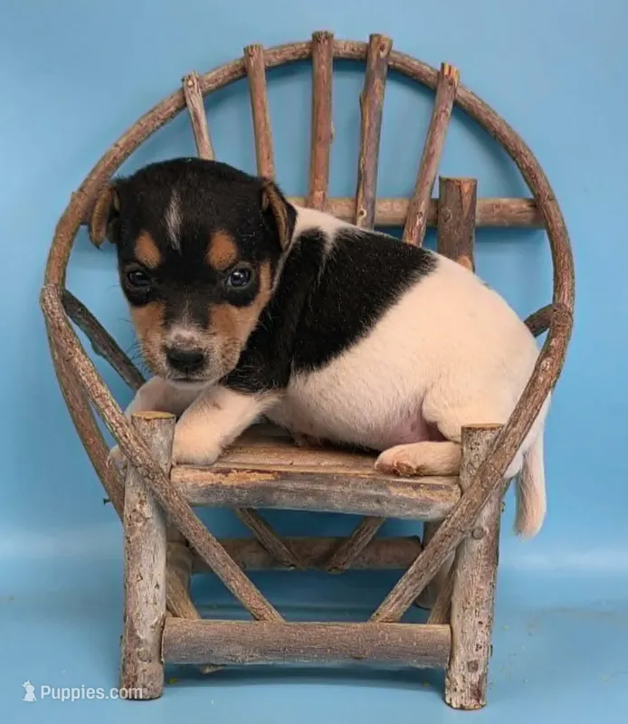 Bubbles – Jack Russell Terrier puppy for sale in Riverside, CA