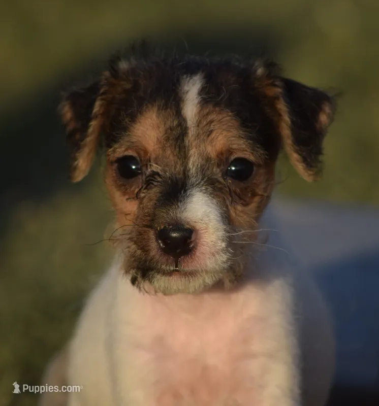 Fallon – Parson Russell Terrier puppy for sale in Riverside, CA