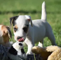 Raider, a male Parson Russell Terrier for sale in Riverside, CA – 4 of 10