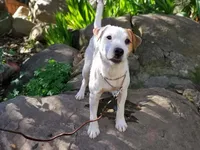 Scarlett, a female Jack Russell Terrier for sale in Riverside, CA – Photo 10 of 10