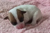 Scarlett, a female Jack Russell Terrier for sale in Riverside, CA – Photo 2 of 10