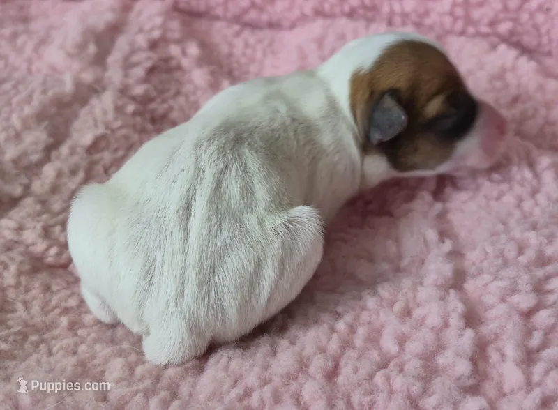 Scarlett – Jack Russell Terrier puppy for sale in Riverside, CA