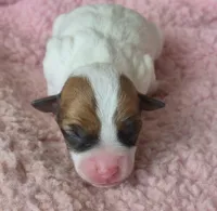 Scarlett, a female Jack Russell Terrier for sale in Riverside, CA – Photo 3 of 10