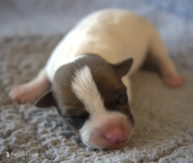 Edison – Jack Russell Terrier puppy for sale in Riverside, CA