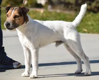Due July 3rd, a  Jack Russell Terrier for sale in Riverside, CA – 6 of 7