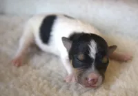 Bubbles, a female Jack Russell Terrier for sale in Riverside, CA – 2 of 10