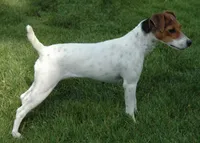 Due October, a  Jack Russell Terrier for sale in Riverside, CA – 2 of 6