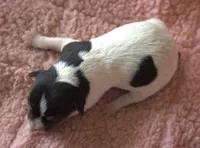 Juliet, a female Jack Russell Terrier for sale in Riverside, CA – 3 of 9