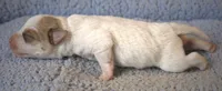 Gunther, a male Jack Russell Terrier for sale in Riverside, CA – 4 of 10