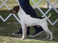 Decker, a male Parson Russell Terrier for sale in Riverside, CA – 9 of 10