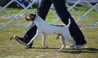 Sassy, a female Parson Russell Terrier for sale in Riverside, CA – 8 of 10