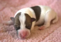 Ember, a female Parson Russell Terrier for sale in Riverside, CA – 1 of 10