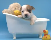 Alvin, a male Jack Russell Terrier for sale in Riverside, CA – 1 of 10
