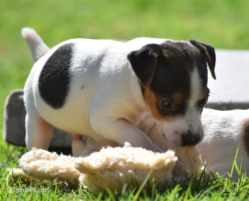 Stitch – Parson Russell Terrier puppy for sale in Riverside, CA