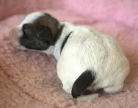Tansy, a female Parson Russell Terrier for sale in Riverside, CA – 2 of 7