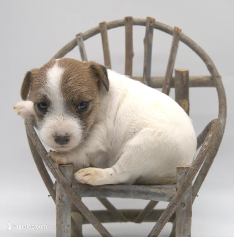 Penelope – Parson Russell Terrier puppy for sale in Riverside, CA