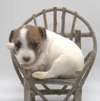 Penelope, a female Parson Russell Terrier for sale in Riverside, CA – 1 of 9