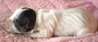Maddie, a female Parson Russell Terrier for sale in Riverside, CA – 3 of 10