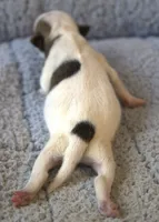 Jenkins, a male Jack Russell Terrier for sale in Riverside, CA – 5 of 10