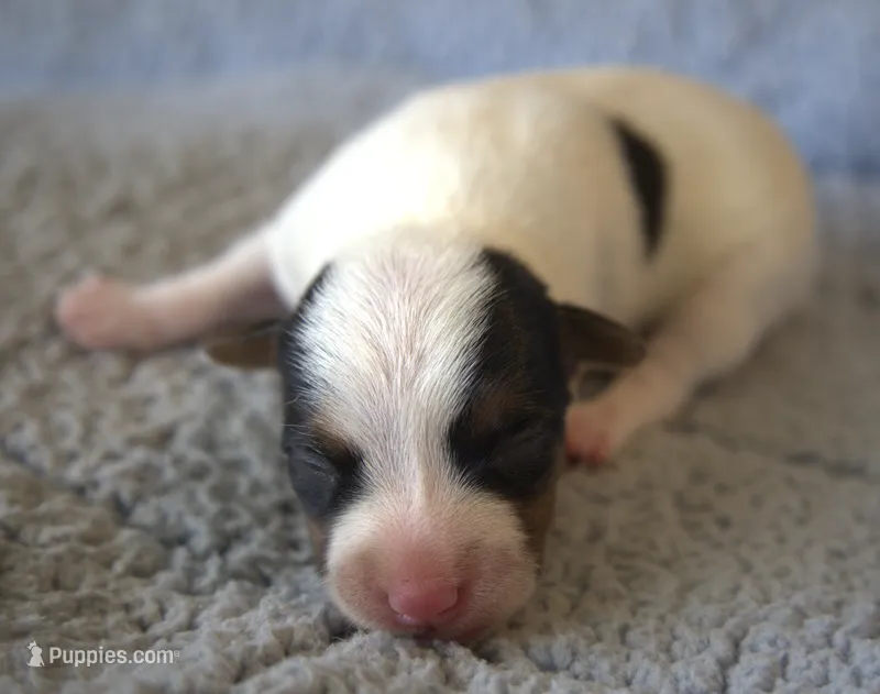 Houdini – Parson Russell Terrier puppy for sale in Riverside, CA