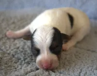 Houdini, a male Parson Russell Terrier for sale in Riverside, CA – 1 of 10