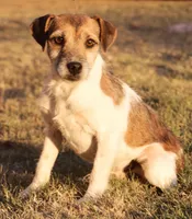Due July 17th, a  Parson Russell Terrier for sale in Riverside, CA – 7 of 7